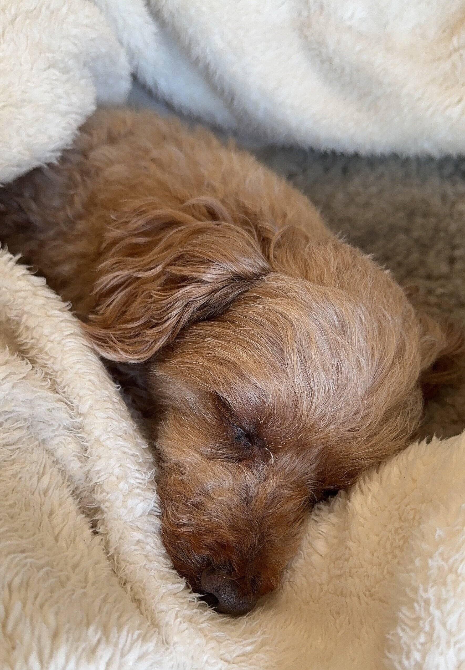 穏やかな表情で眠るゆずくん　見ているだけで癒やされる