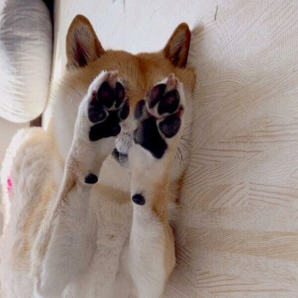 イタズラ検問 に引っかかり固まる柴犬 最高に 気まずそうな表情 が笑える いぬのきもちweb Magazine イタズラ検問 に引っかかり固まる柴犬 最高に 気まずそうな表情 が笑える いぬのきもちweb Magazine