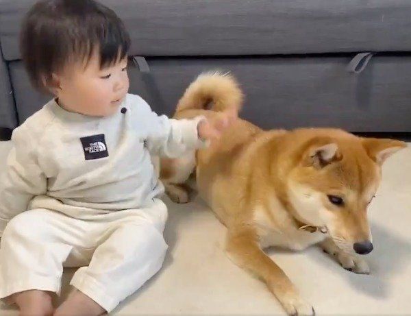 妹ちゃんに「なでなで」されるりんご郎くん