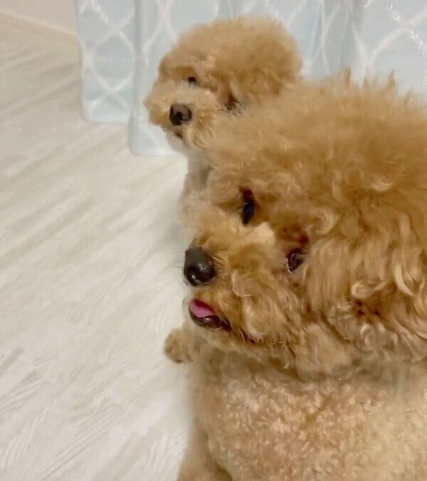 「オテ」の練習をするらてちゃんと、乱入してくるれおくん