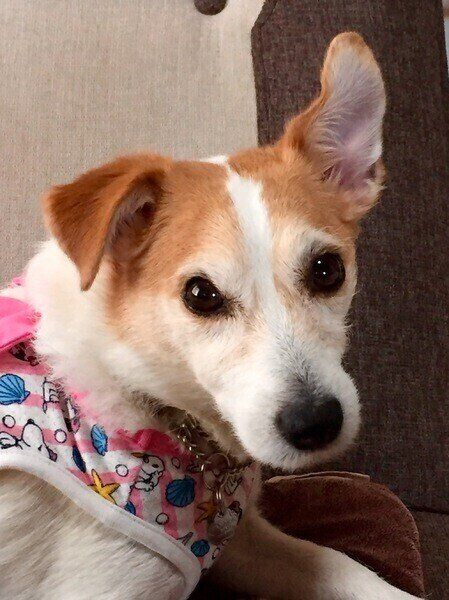 ジャック・ラッセル・テリアのマッシュちゃん