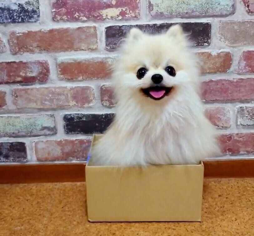 小さな箱の中に入るこまちちゃん