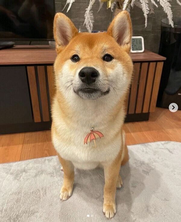 見つめるまるくん