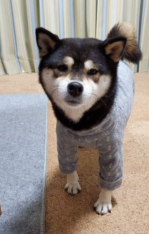 お迎えした年の年末の柴犬