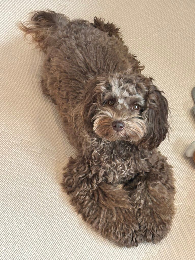 こちらを見ている犬