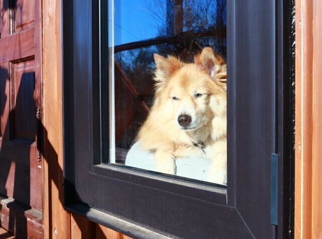 八ヶ岳の今年の雪とキッチンリフォーム【穴澤賢の犬のはなし】｜いぬの