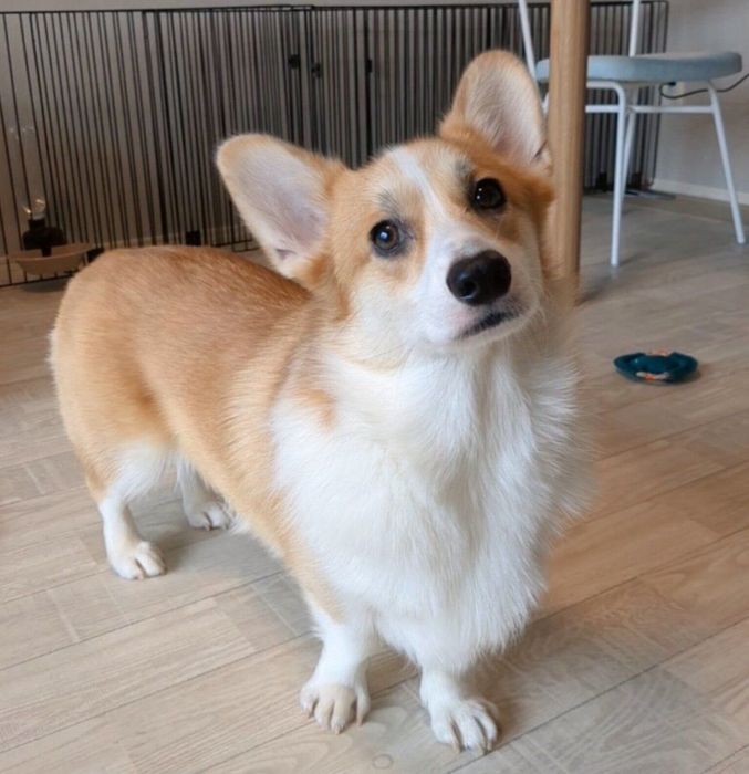 見つめるモルトちゃん
