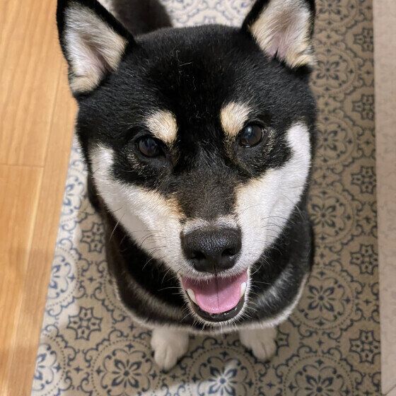 犬に銀杏(ぎんなん)を食べさせてはいけない理由 お散歩での拾い食いにも注意！ いぬのきもち