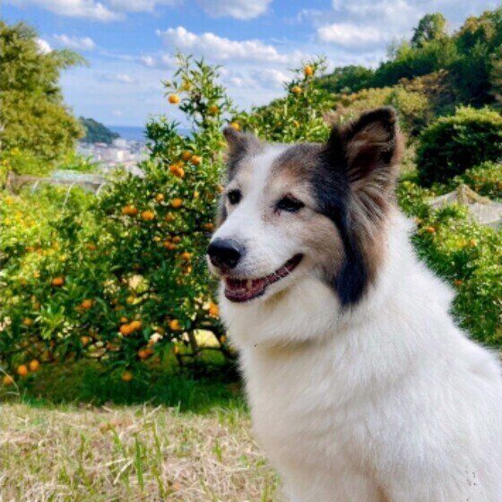 犬の体には鎖骨がない？ 注意するべき動作とは いぬのきもち