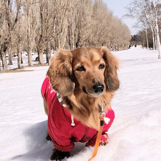 雪が残る公園を散歩するにのくん