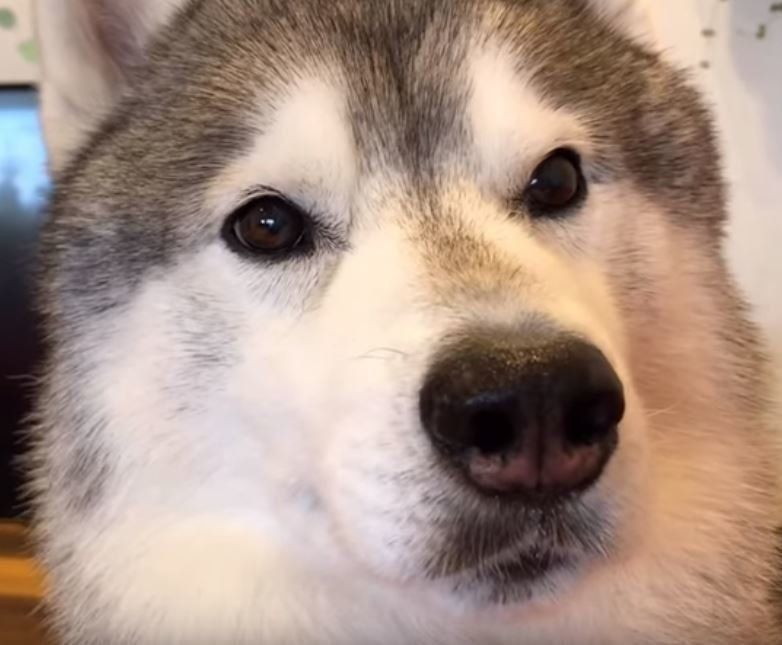 詰め寄るシベリアン・ハスキー