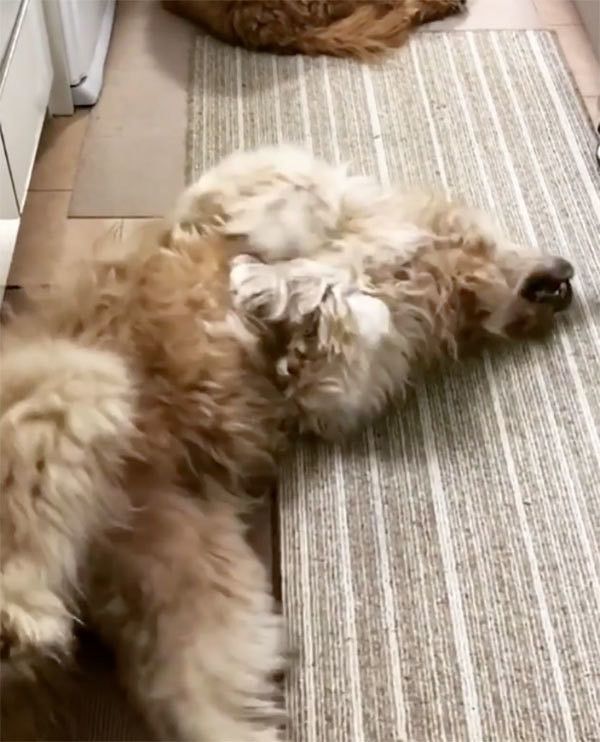 ふてくされるゴールデン・ドゥードル