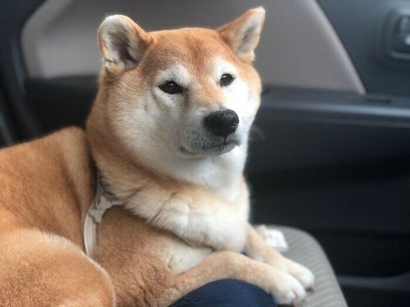 おなかの調子が悪くなった柴犬マロたん 元気に復活して思う家族のこと いぬのきもちweb Magazine おなかの調子が悪くなった柴犬マロたん 元気に復活して思う家族のこと いぬのきもちweb Magazine