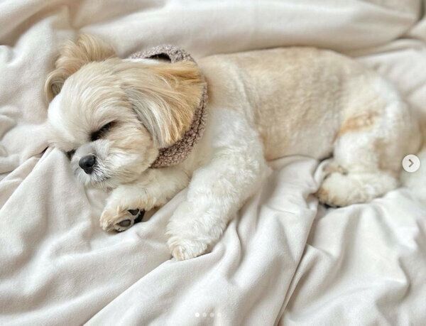 気持ちよさそうに眠るつぶちゃん