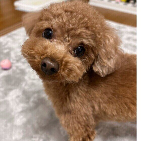 愛犬のウンチの異変 軟便や粘液便が続くときの対処法 いぬのきもち