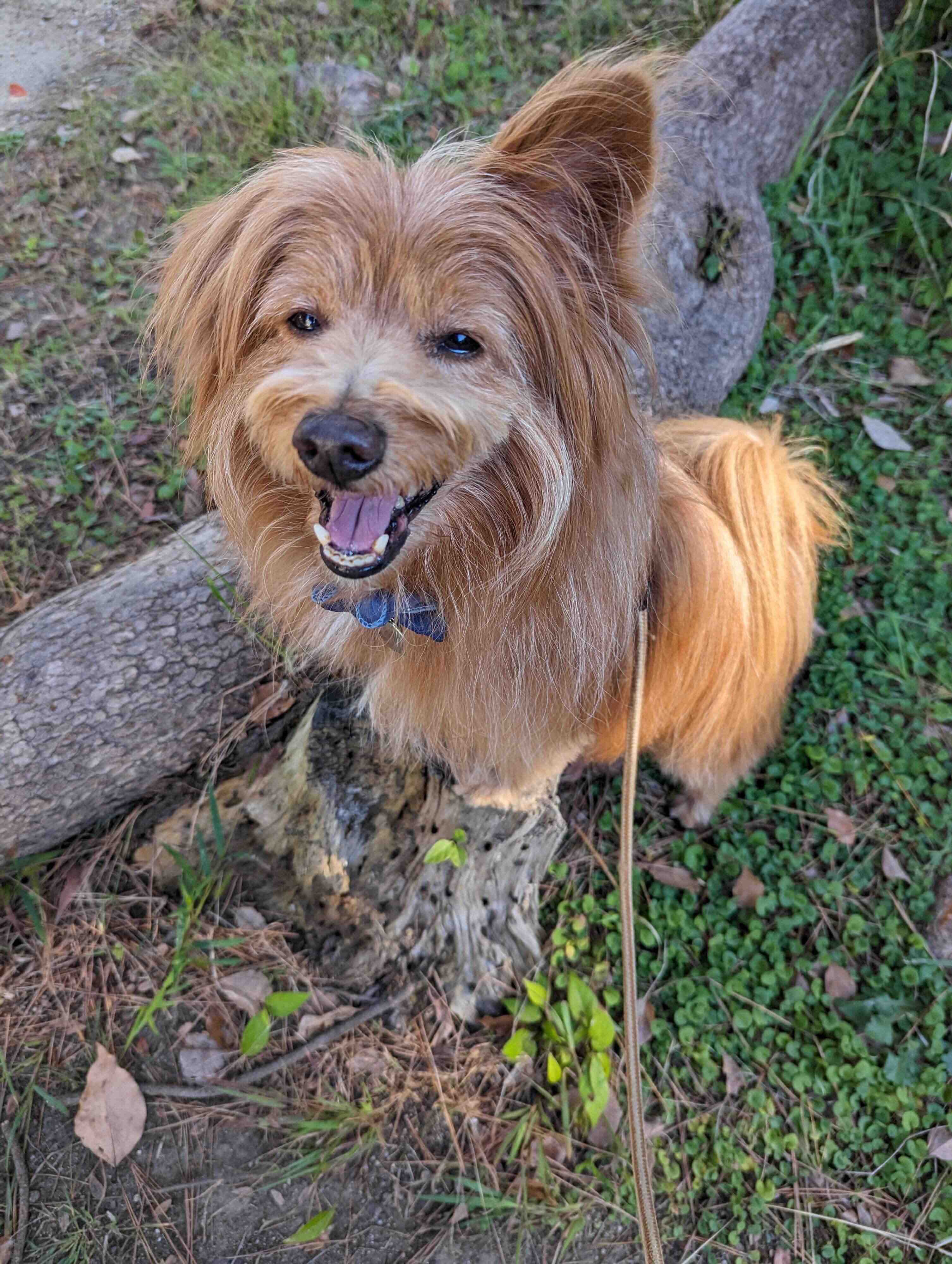 笑顔でこっちを見る犬