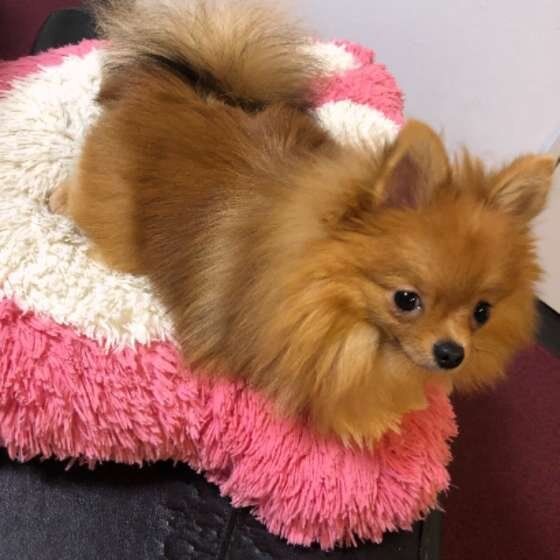 かわいいポメラニアン