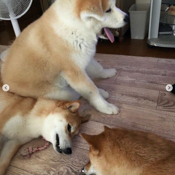 ててくんの上に座るらいちゃん