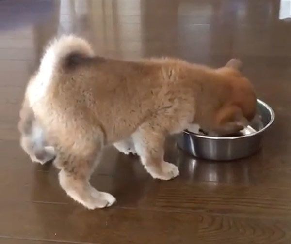 ごはんを食べる柴犬