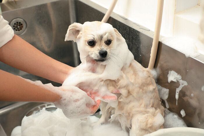 シャンプー剤で二度洗い
