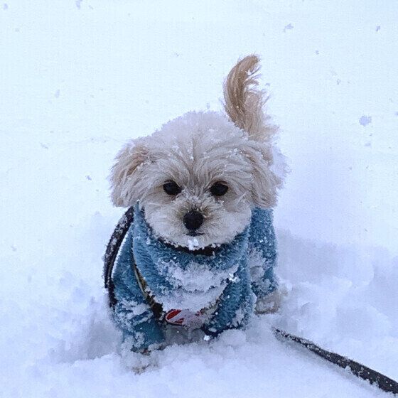 愛犬と歩く冬散歩の注意点とは? 凍結した冷たい路面や薬剤にも注意!  いぬのきもち