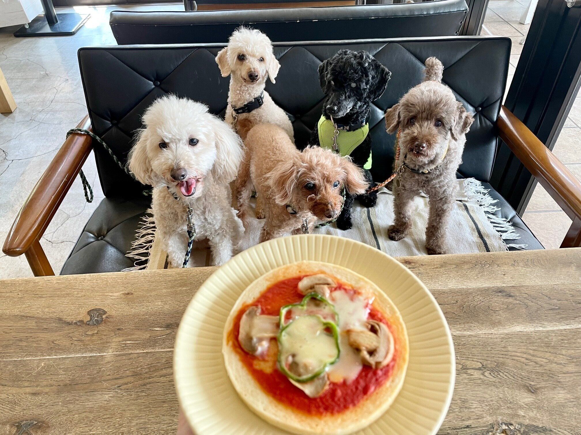 犬5頭と犬用メニュー