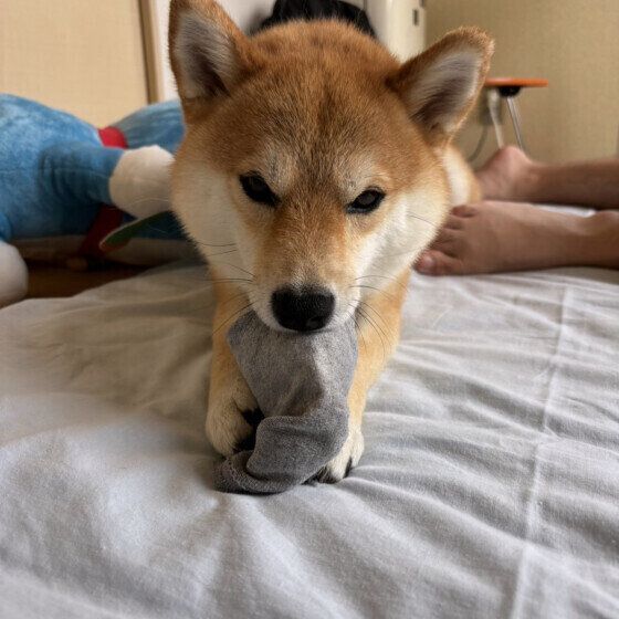 犬が飼い主の靴下やスリッパを好む理由と噛む場合の対処法 いぬのきもち
