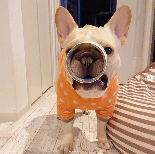 ガムテープをくわえるボブくん