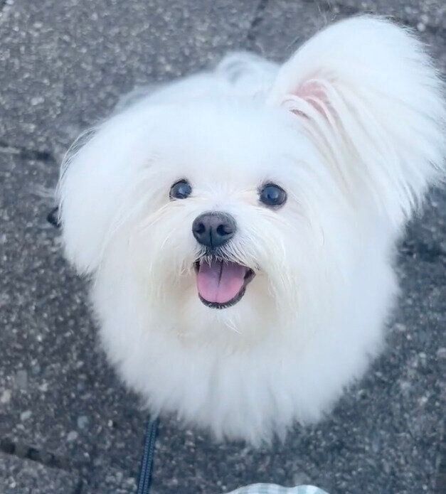 笑顔のおもちちゃん