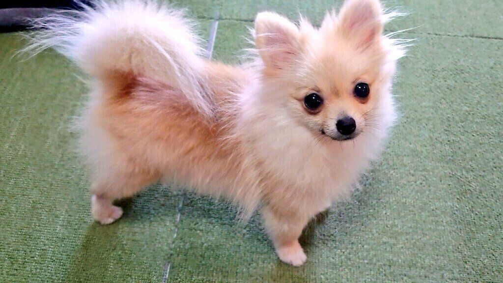 子犬時代のはるちゃん