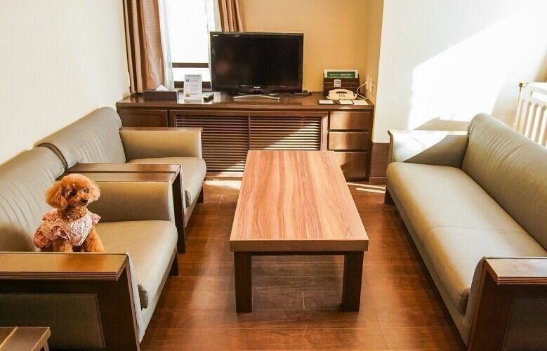 客室のソファでくつろぐトイプードル