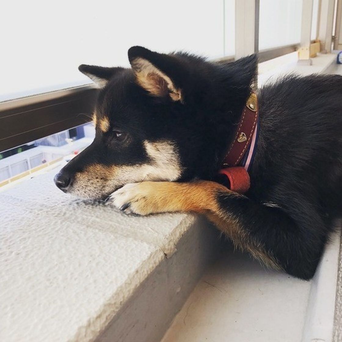 愛犬はうれしいとき 悲しいときの気持ちをどう表現してる いぬのきもちweb Magazine 愛犬はうれしいとき 悲しいときの気持ちをどう表現してる いぬのきもちweb Magazine