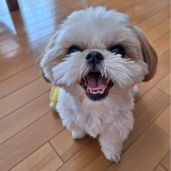 笑顔のシー・ズー