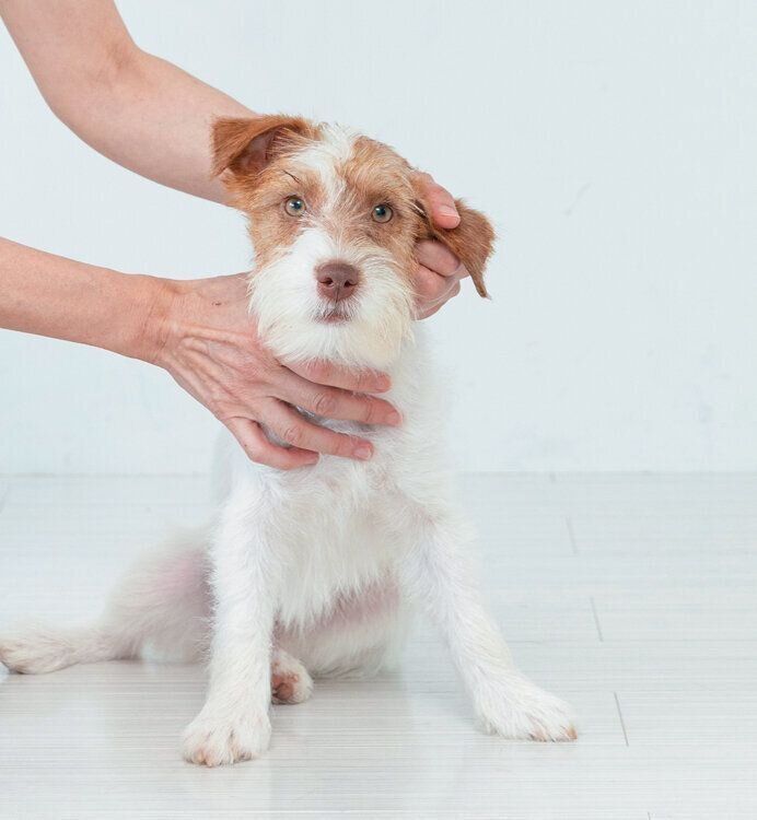 耳を触られる犬