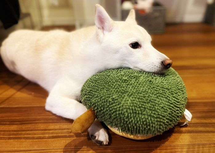 おもちゃへのあご乗せがかわいいほたてくん