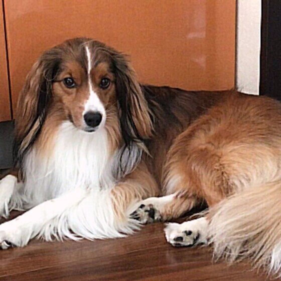 犬に好かれるための10の極意 犬たらし になるには積み重ねが大切 いぬのきもちweb Magazine 犬に好かれるための10の極意 犬たらし になるには積み重ねが大切 いぬのきもちweb Magazine