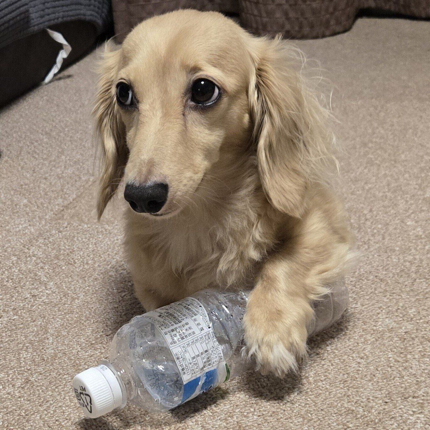 ペットボトルを大事そうに抱えるあんずちゃん