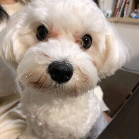 見つめるマルチーズ