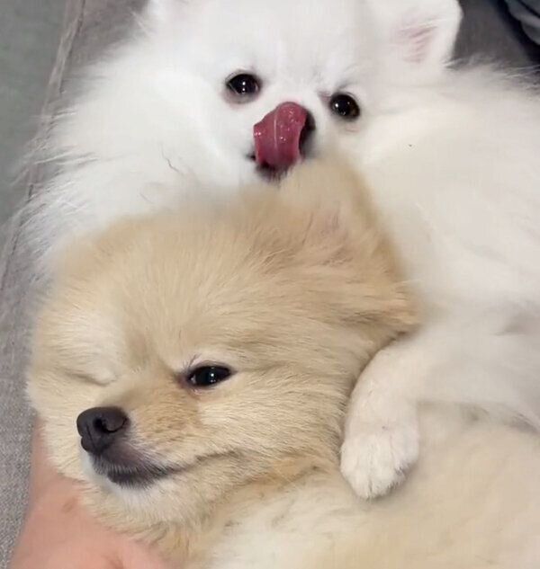 ころすけくんのことを吸うぺこちゃん