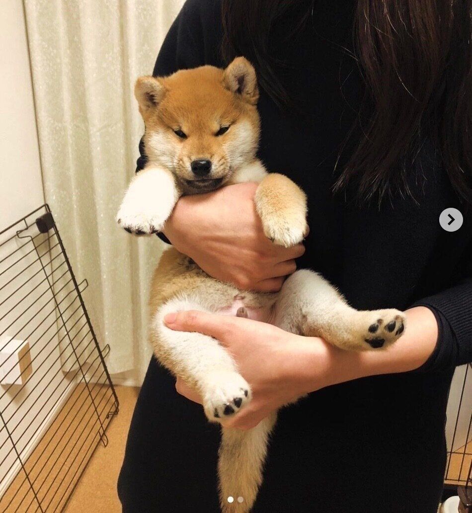 抱っこされたときの表情が可愛いゴンくん