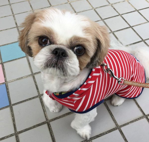 シー・ズーのマロンちゃん