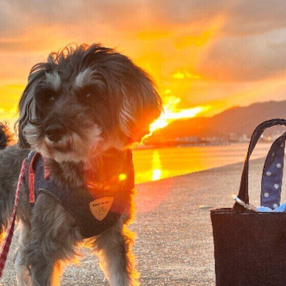 ミニチュア・シュナウザーのうららちゃん