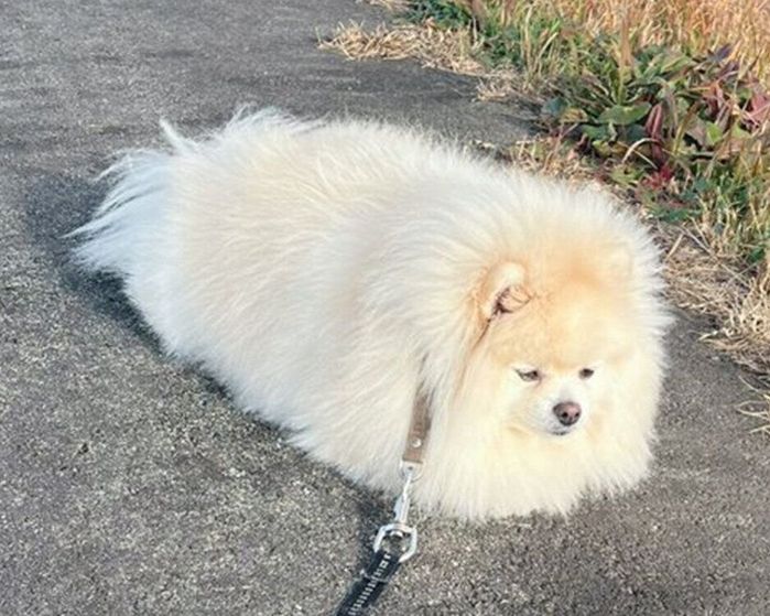 アザラシのように見えたちくわくん