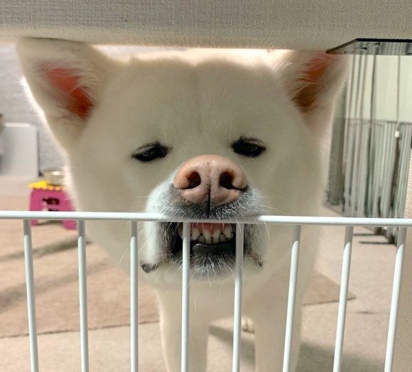 おねだりするもんたろうくん