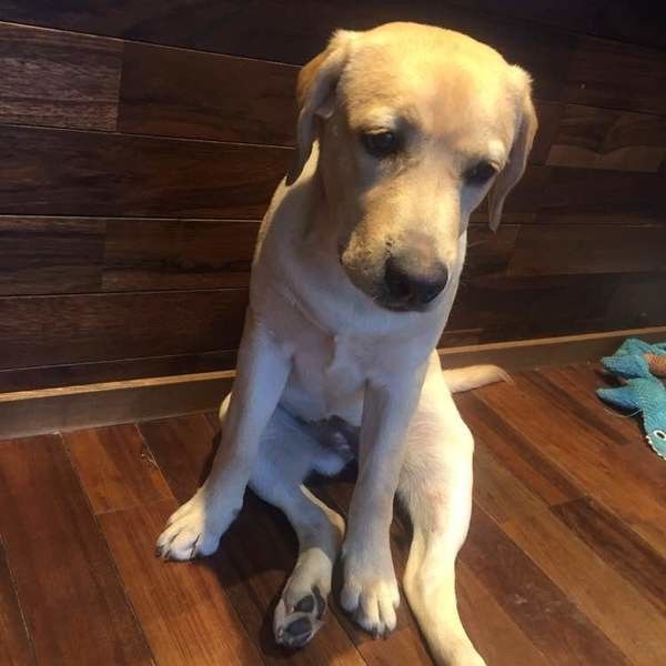 うつむいて目をそらしているラブラドール・レトリーバー