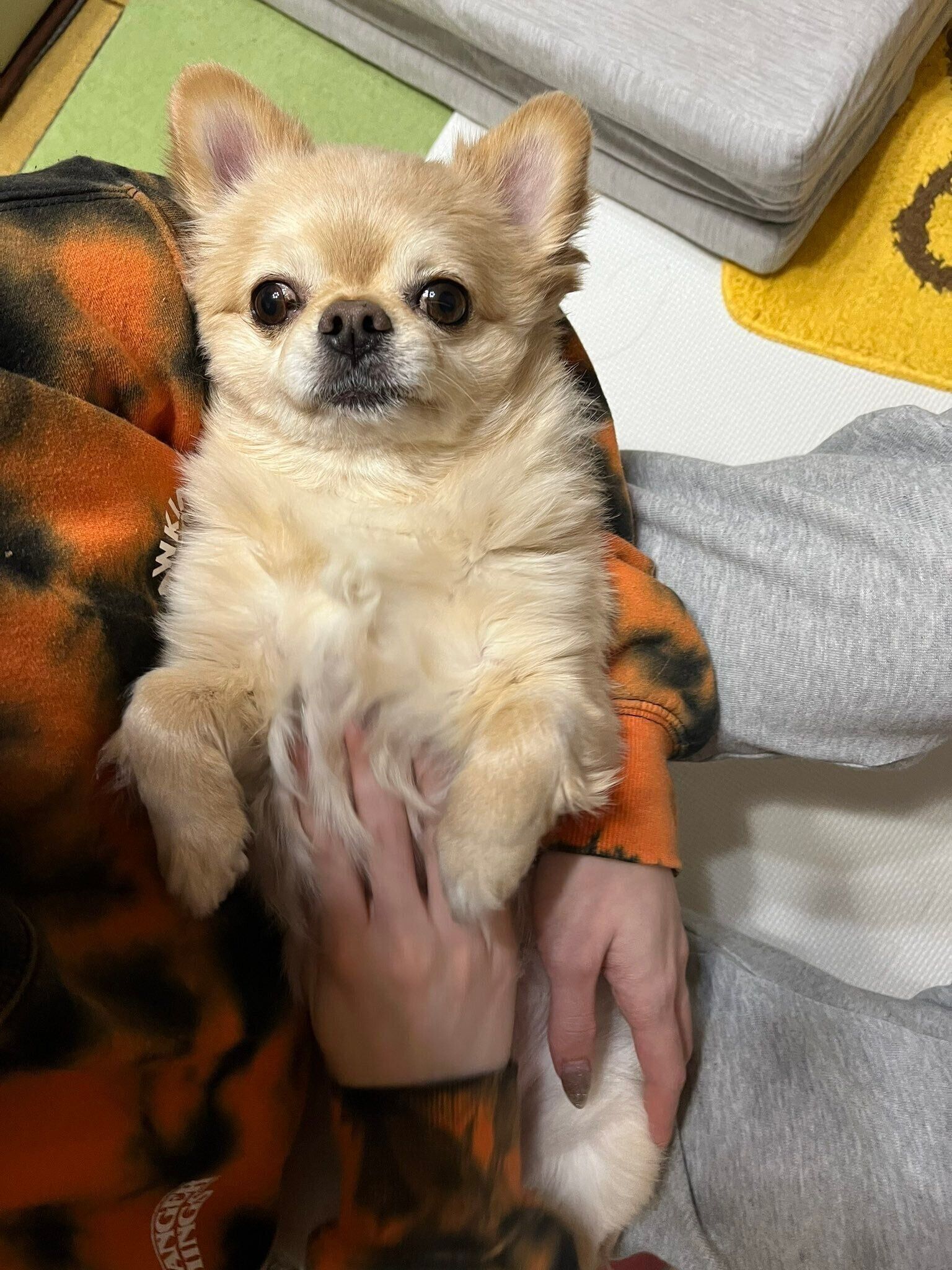 じっと見つめて「なでて」とアピールするてんくん