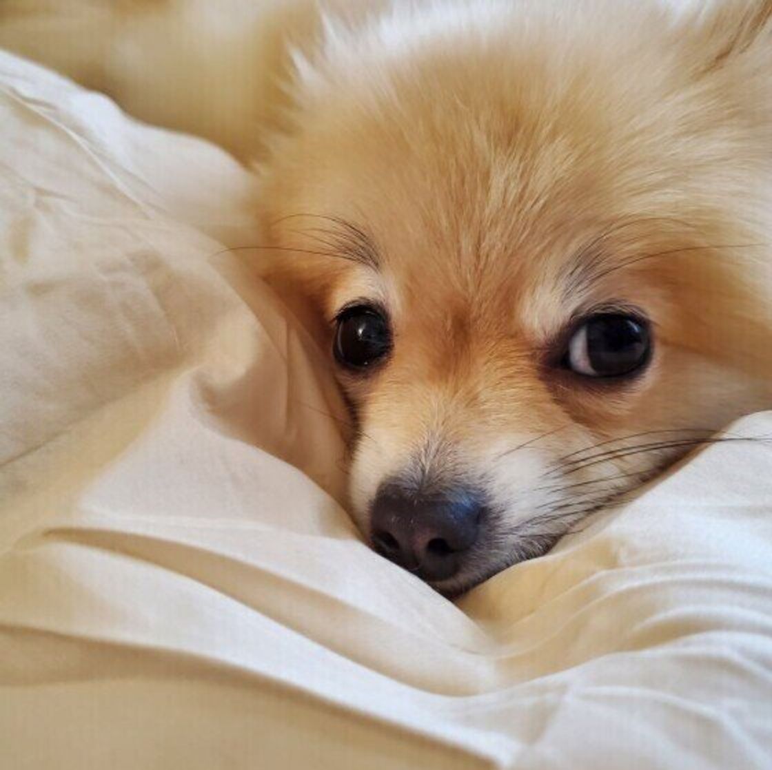 タオルや毛布でおしゃぶりをすると落ち着く犬がいる 犬にみられる謎行動 いぬのきもちweb Magazine タオルや毛布でおしゃぶりをすると落ち着く犬がいる 犬にみられる謎行動 いぬのきもちweb Magazine