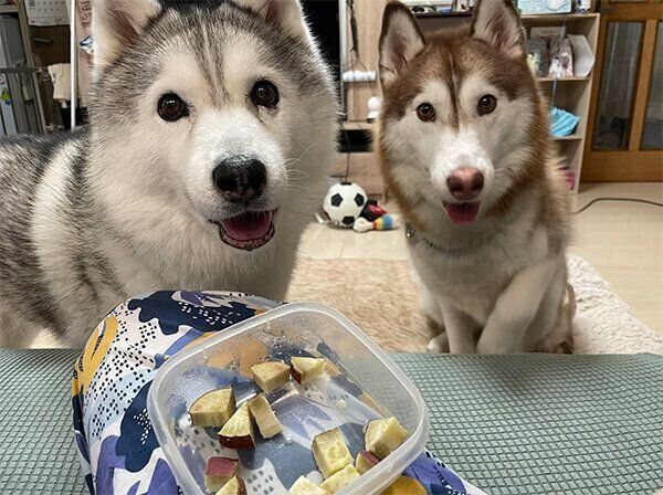 お芋が食べたいシルビアちゃん、シャンテちゃん