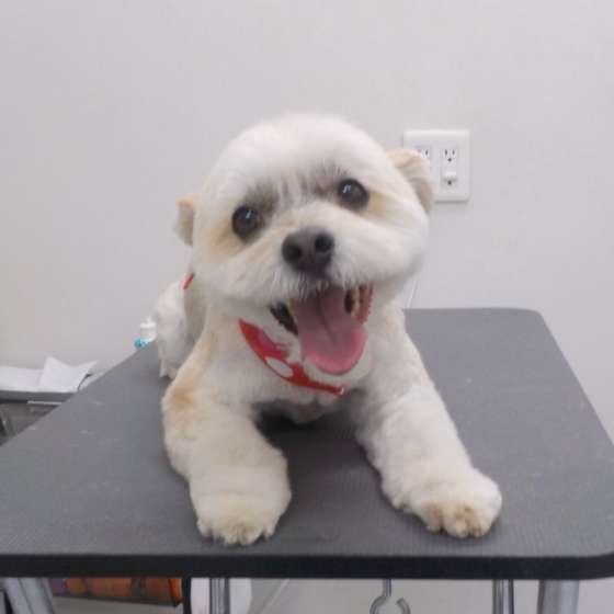 トリミングした犬