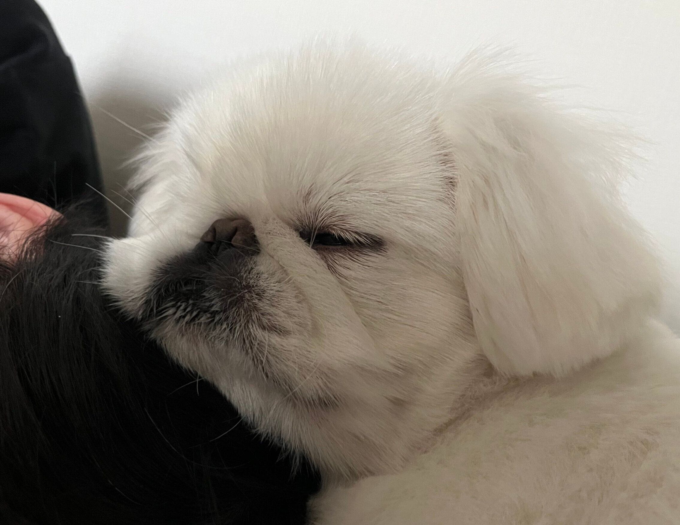 パパの頭にあごを乗せるしらたまくん